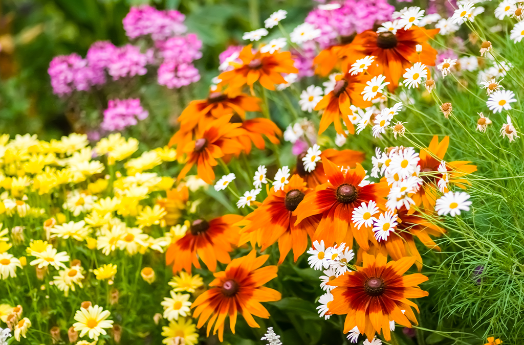 Platt Hill Nursery - Perennial Garden Planning -gaillardia flowers