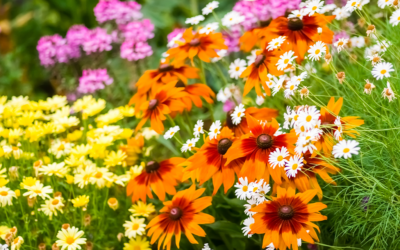 Low-Maintenance Gardening with Perennial Flowers for Non-Stop Color