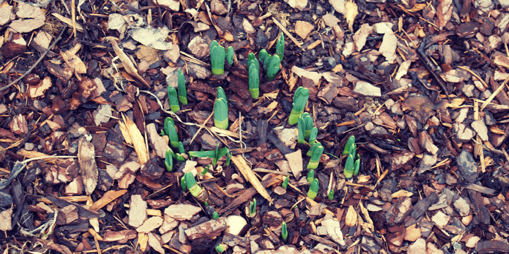 Platt Hill Nursery - Perennial Garden Planning - plants emerging in garden in spring