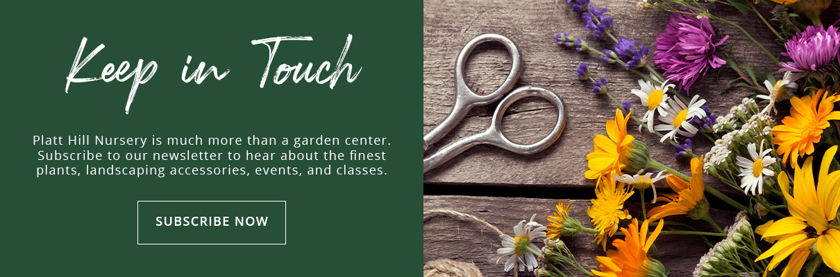 Platt Hill Nursery - Perennial Garden Planning - wildflower cuttings
