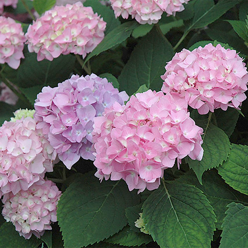 Endless Summer Hydrangea - Great blue or pink color for morning sun ...