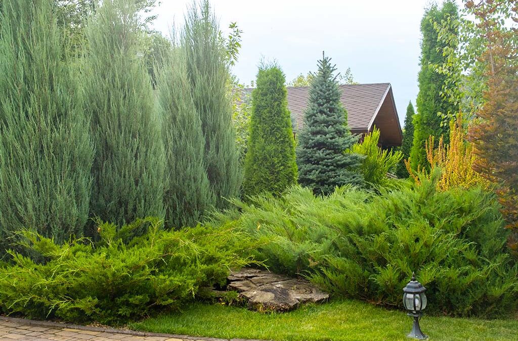 Platt Hill Nursery-Chicago-Evergreen Trees and Plants for Privacy-assorted evergreen trees for privacy