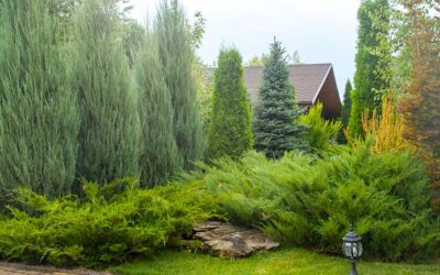 Evergreen Trees and Other Plants for Privacy