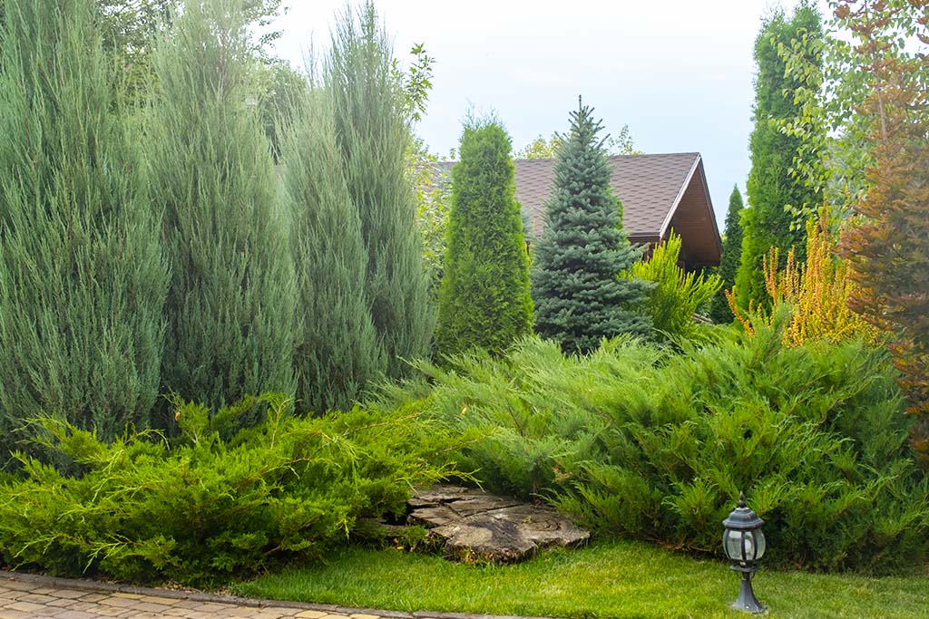 fast growing shrubs for privacy
