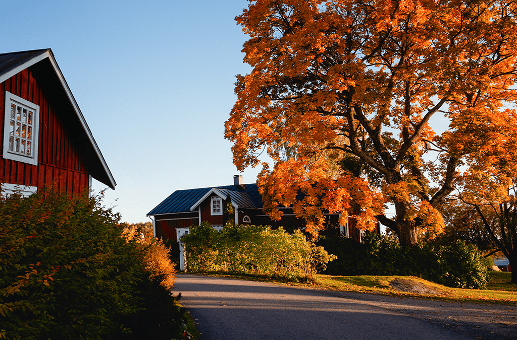 Platt Hill Nursery-Chicago- Maple Tree Varieties and Care-Autumn shade maple tree