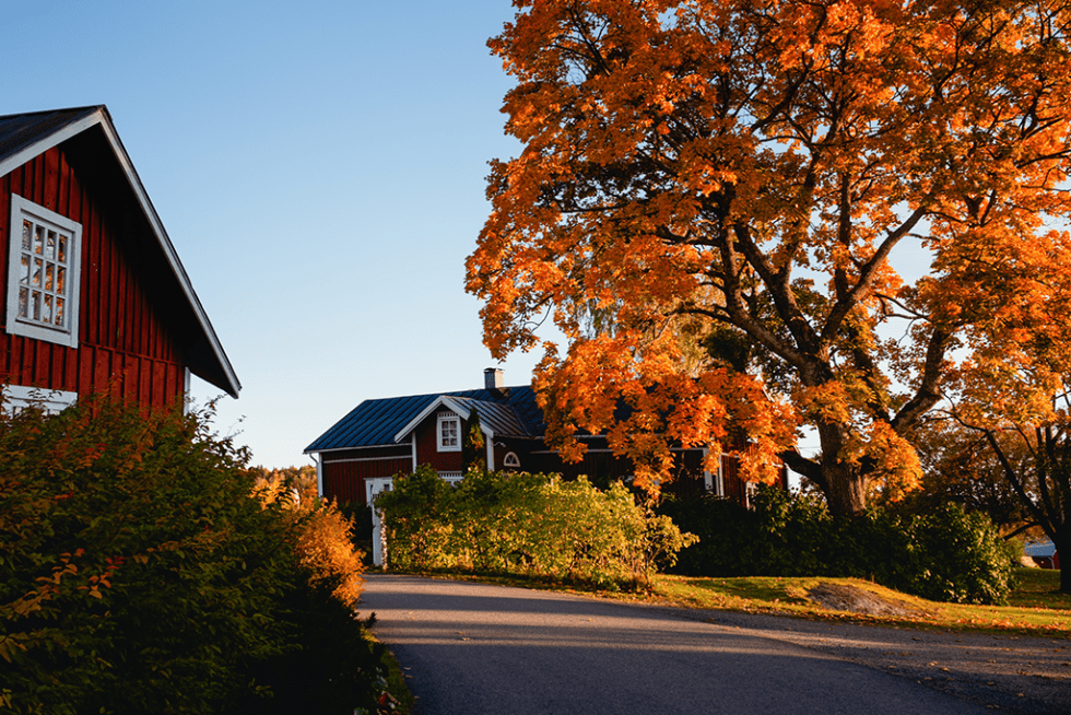 How to Choose the Right Maple Tree for Your Chicago Landscape | Platt ...