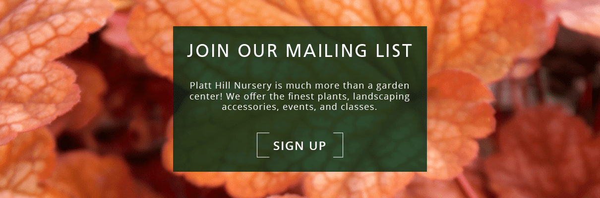 Platt Hill Nursery Chicago-Orange Landscape Plants-Newsletter subscription CTA- heuchera foliage Platt Hill Nursery Chicago-Orange Landscape Plants-Newsletter subscription CTA- heuchera foliage