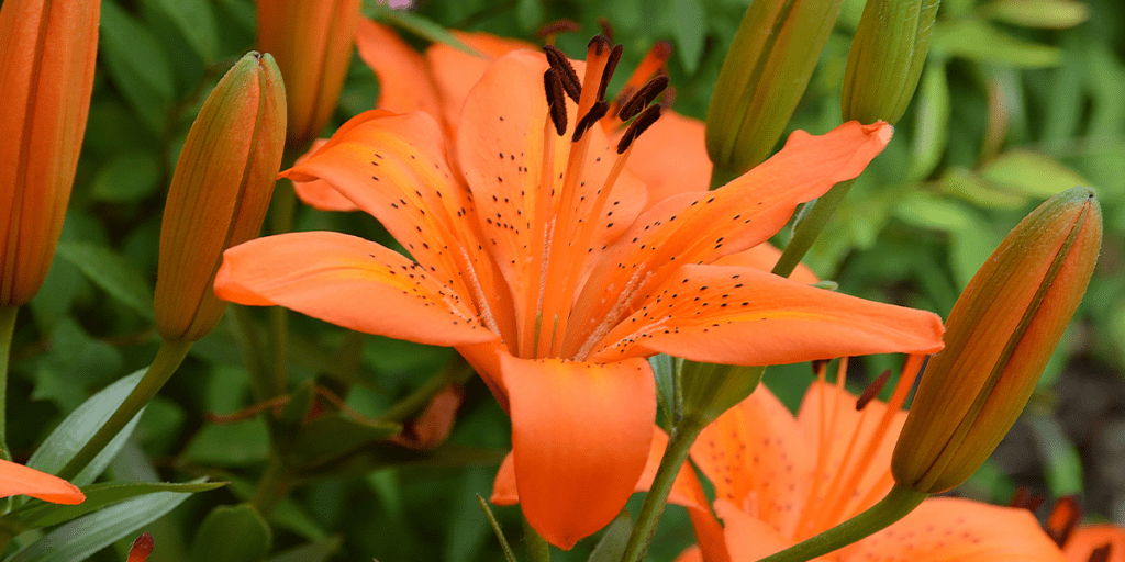 Platt Hill Nursery-Chicago- Orange Landscape Plants-asiatic lilies in garden
