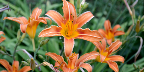 Something in the Orange: Atomic Tangerine Plants for the Landscape ...