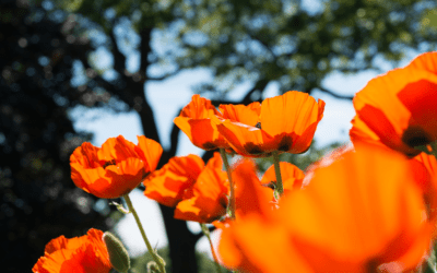 Something in the Orange: Atomic Tangerine Plants for the Landscape