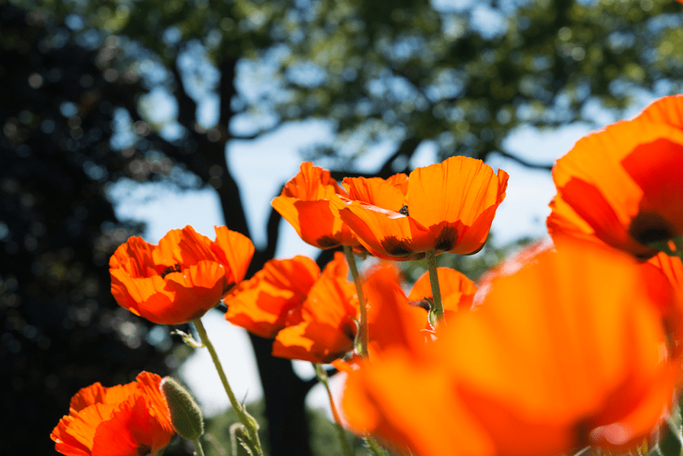 Something in the Orange: Atomic Tangerine Plants for the Landscape ...