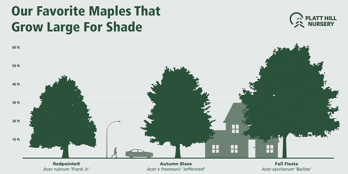 large maple tree height diagram Platt Hill Nursery-Chicago