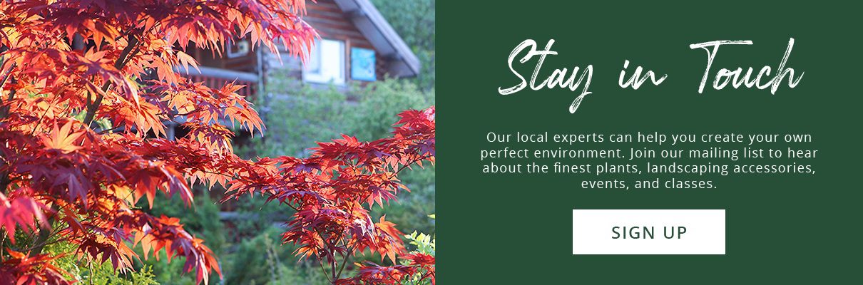 newsletter subscribe button red maple tree-Platt Hill Nursery-Chicago -