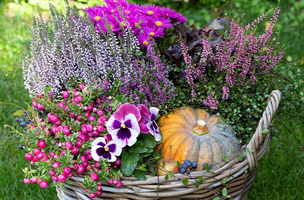 wicker basket full of autumn plants and gourd decor-Platt Hill Nursery-Chicago