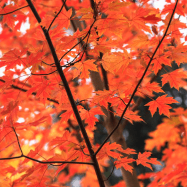 Autumn Blaze Maple Fall Foliage
