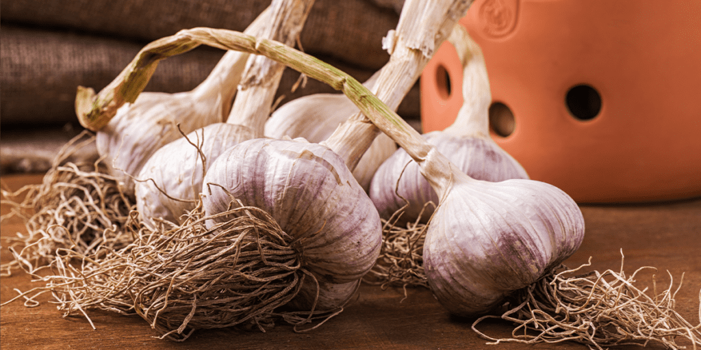 Garlic bulbs-Platt Hill Nursery-Chicago