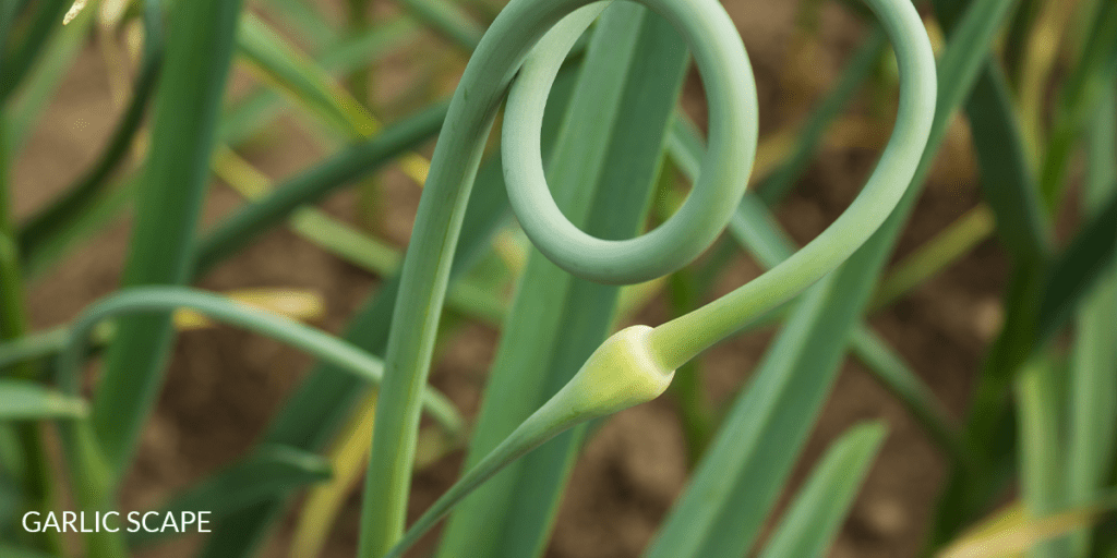 Garlic scapes in garden-Platt Hill Nursery-Chicago