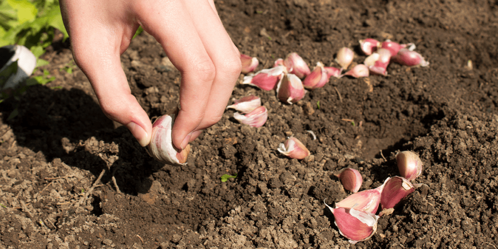 Planting garlic cloves-Platt Hill Nursery-Chicago