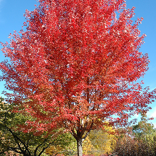 types of maple trees in illinois