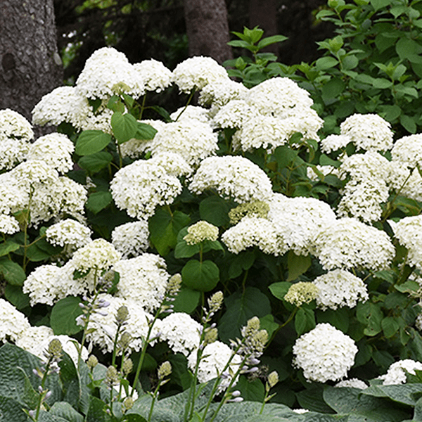 Platt-Hill-Nursery-Hydrangea-Care-and-Featured-Varieties-for-Chicago-annabelle arborescens