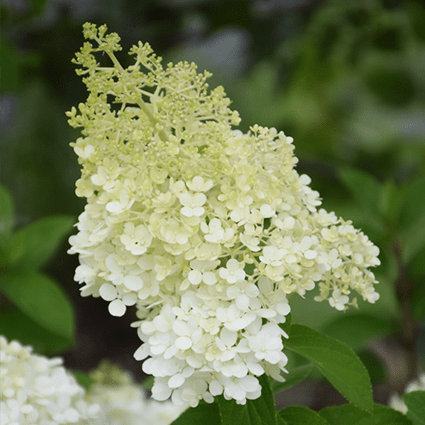 Platt-Hill-Nursery-Hydrangea-Care-and-Featured-Varieties-for-Chicagoland-bloomstruck macrophylla