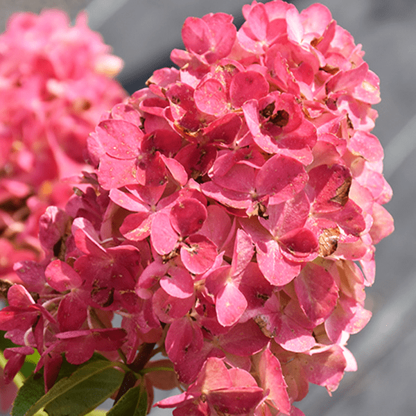 Platt-Hill-Nursery-Hydrangea-Care-and-Featured-Varieties-for-Chicago-fire light panicle