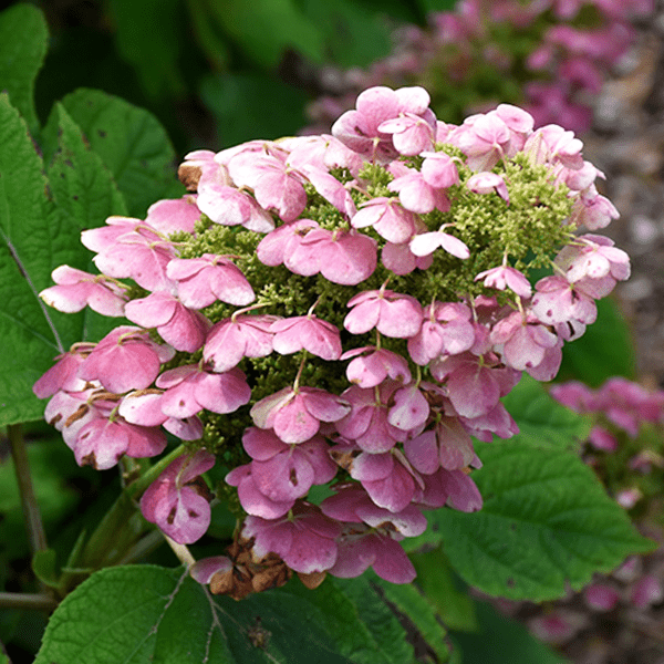 Platt-Hill-Nursery-Hydrangea-Care-and-Featured-Varieties-for-Chicago-gatsby pink quercifolia