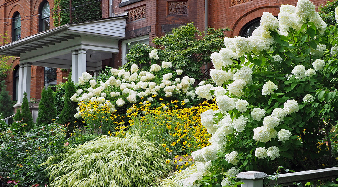 Smooth Hydrangea Care | Hydrangea arborescens Planting & Growing Guide