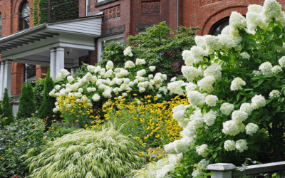 Smooth Hydrangea Care | Hydrangea arborescens Planting & Growing Guide