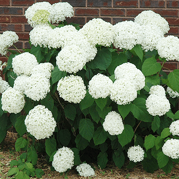 Platt-Hill-Nursery-Hydrangea-Care-and-Featured-Varieties-for-Chicago-incrediball arborescens
