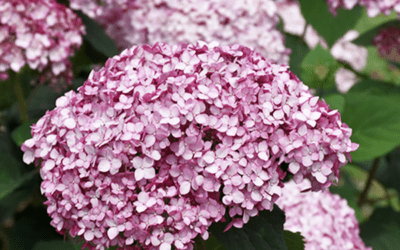 Smooth Hydrangea Care | Hydrangea arborescens Planting & Growing Guide