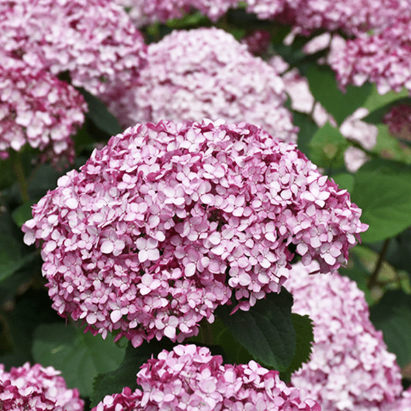 Platt-Hill-Nursery-Hydrangea-Care-and-Featured-Varieties-for-Chicago-incrediball blush arborescens