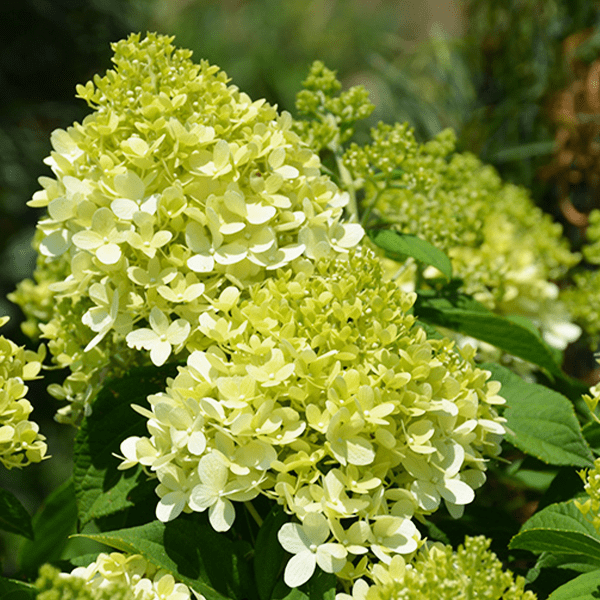 Platt-Hill-Nursery-Hydrangea-Care-and-Featured-Varieties-for-Chicago-little lime panicle