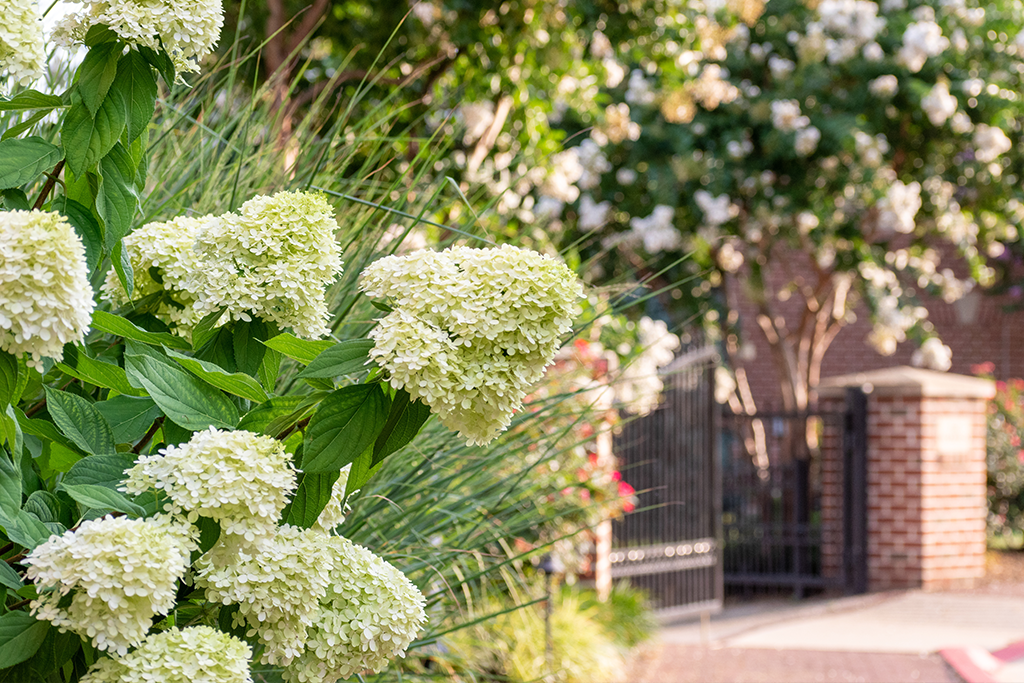 Hydrangea Care How to Grow & Care for Hydrangea Shrubs