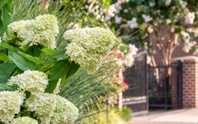 Hydrangea Care and Our Most Beautiful Varieties