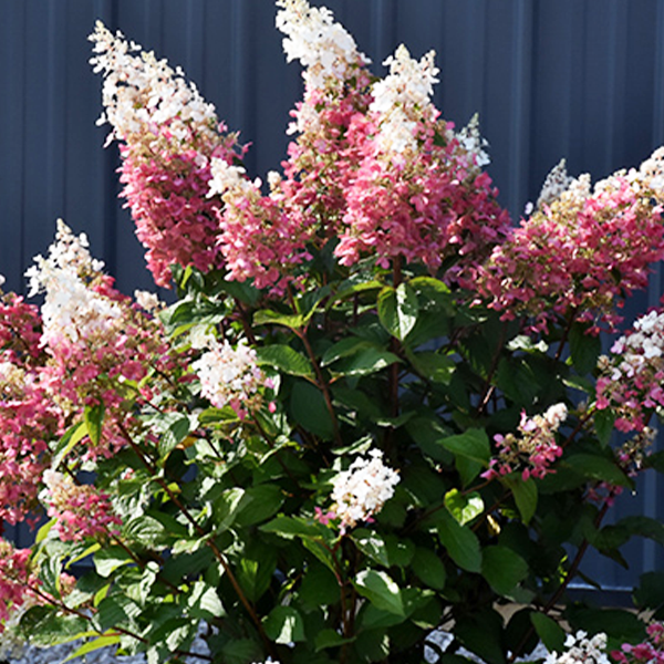 Platt-Hill-Nursery-Hydrangea-Care-and-Featured-Varieties-for-Chicago-pinky-winky panicle
