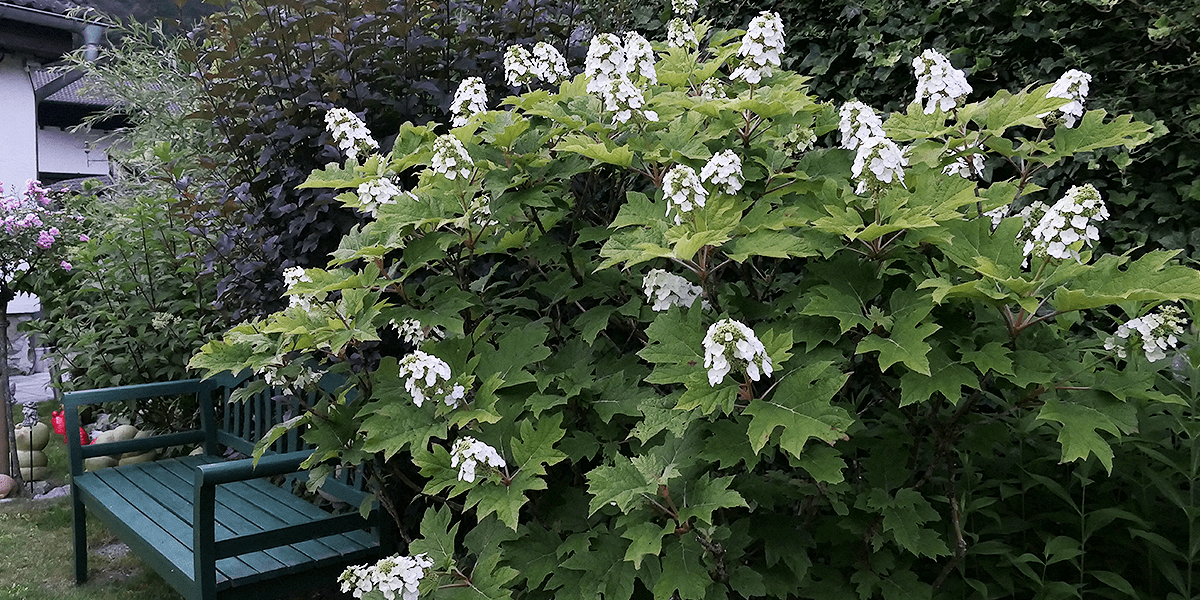 quercifolia hydrangea