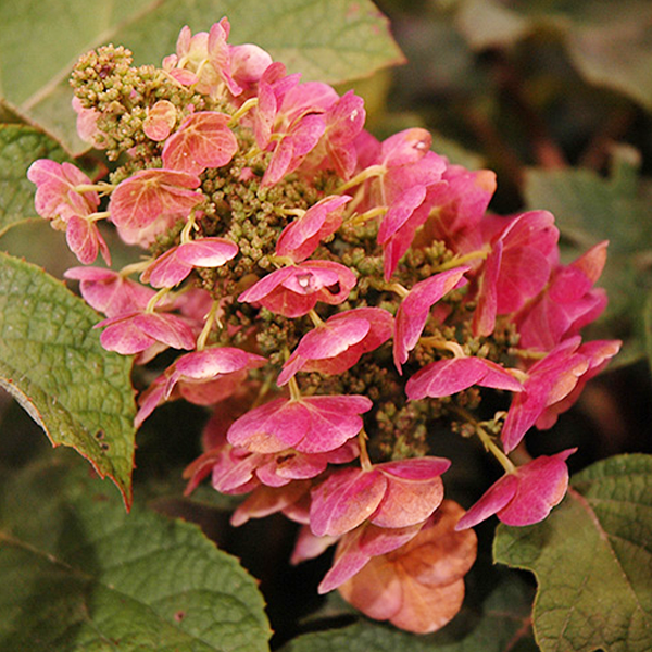 Platt-Hill-Nursery-Hydrangea-Care-and-Featured-Varieties-for-Chicago-ruby slippers quercifolia