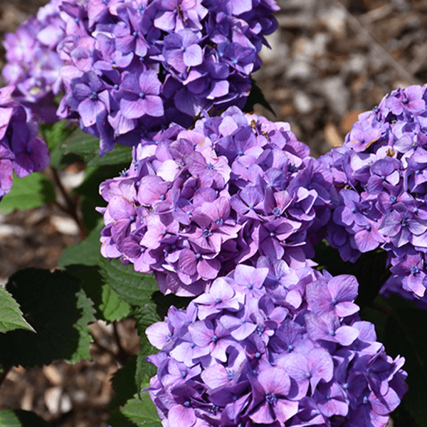 Platt-Hill-Nursery-Hydrangea-Care-and-Featured-Varieties-for-Chicagoland-bloomstruck macrophylla
