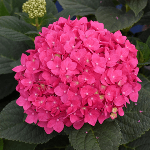 Hydrangea Care: How to Grow & Care for Hydrangea Shrubs