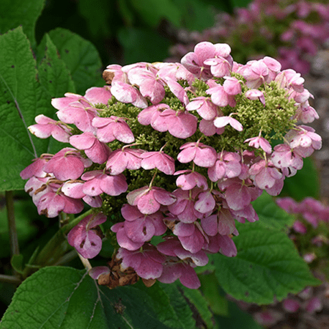 Hydrangea Care: How to Grow & Care for Hydrangea Shrubs