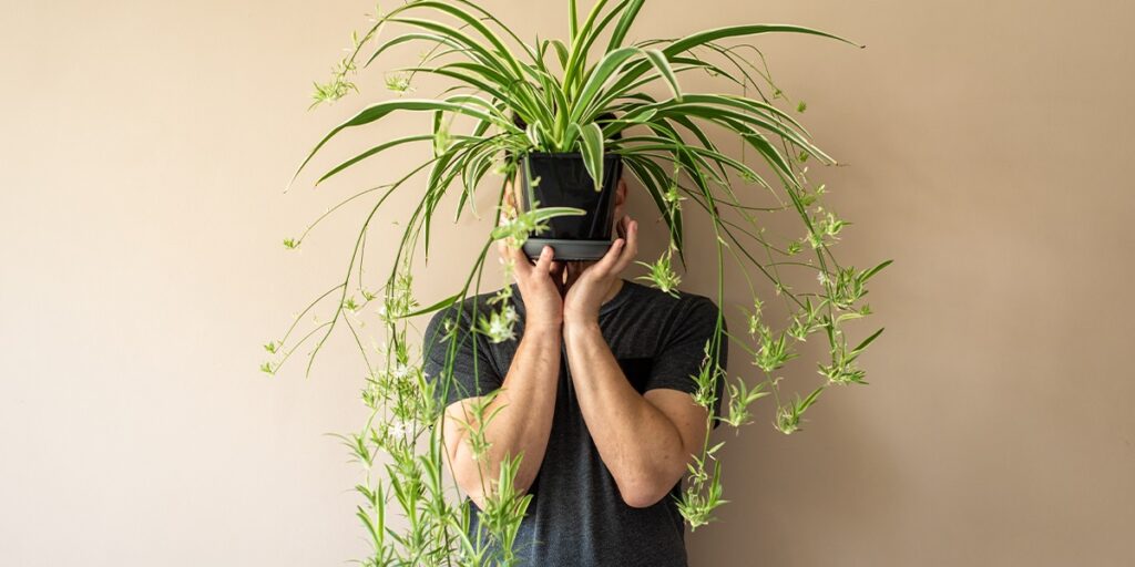 Spider plant-Platt Hill Nursery-Chicago