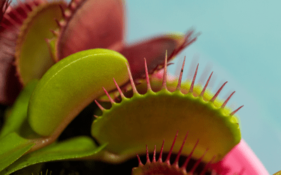 Spooky Houseplants for Halloween