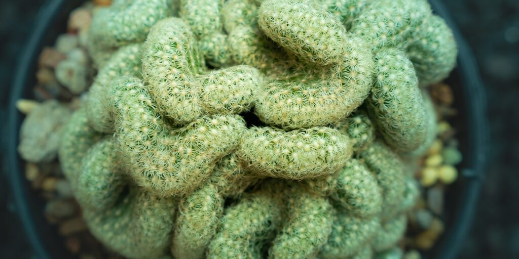 coral Brains Cactus-Platt Hill Nursery-Chicago