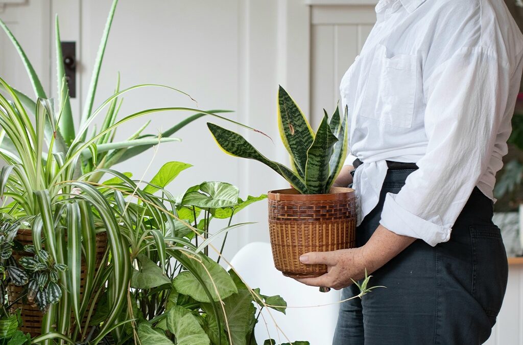 Turn Garden Plants into Houseplants by Moving Them Indoors!
