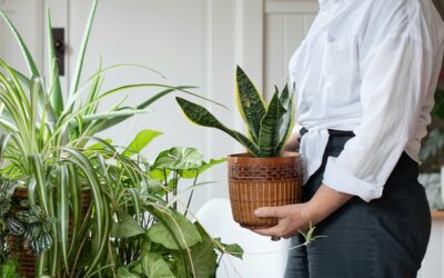 Turn Garden Plants into Houseplants by Moving Them Indoors!