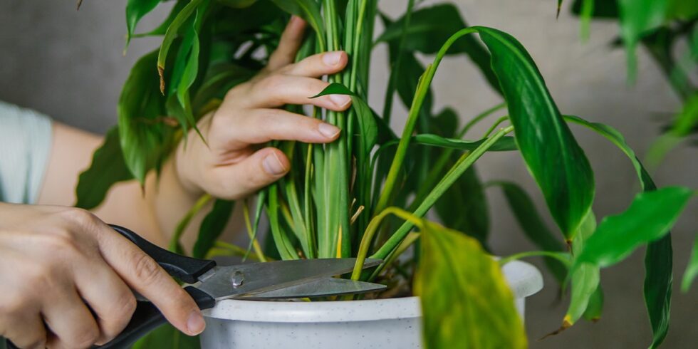 Turn Garden Plants into Houseplants by Moving Them Indoors! | Platt ...