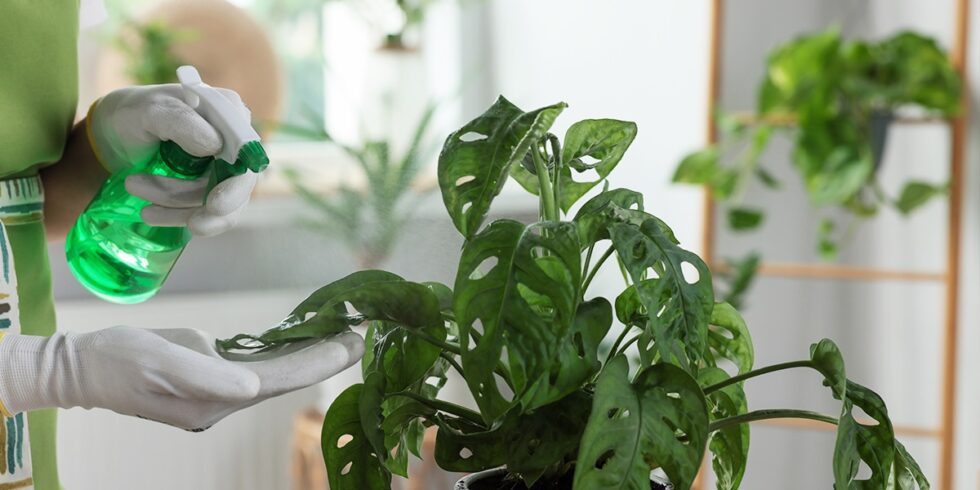 Turn Garden Plants into Houseplants by Moving Them Indoors! | Platt ...