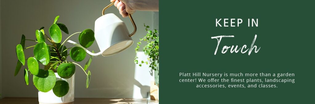 watering houseplant-Platt Hill Nursery-Chicago