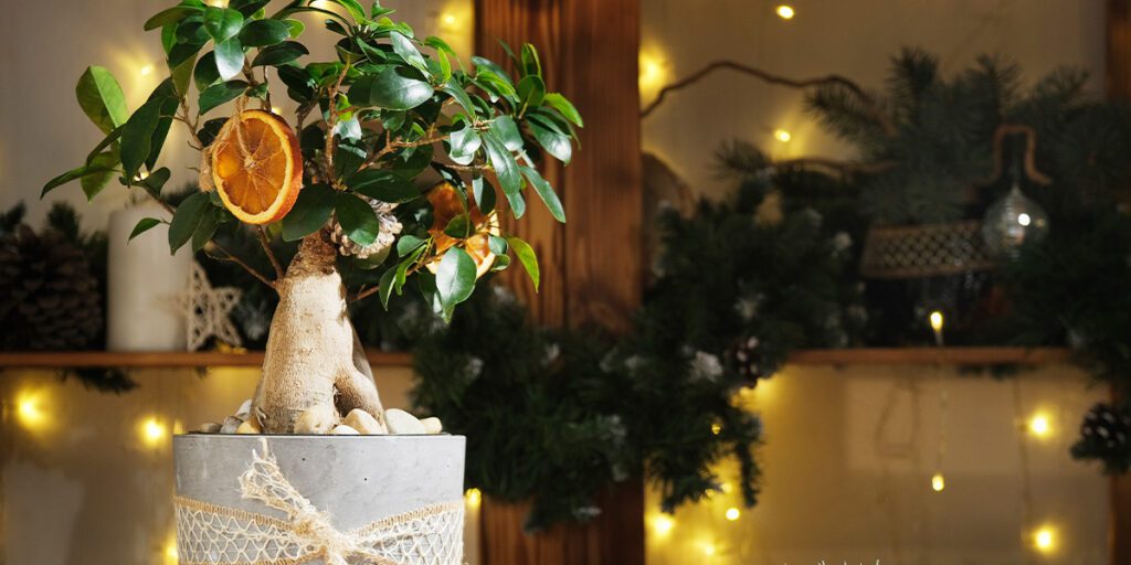 Bonsai Christmas tree- Platt Hill Nursery-Chicago